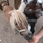 ラグジュアリーテント Caravan On Ranch *