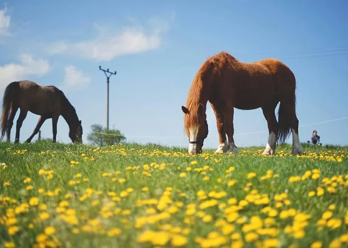 Luxury tent Caravan On Ranch *