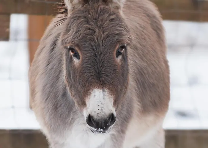 Luxury tent Caravan On Ranch Trebivlice