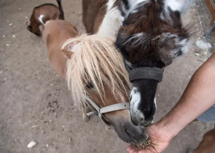 Luxury tent Caravan On Ranch *